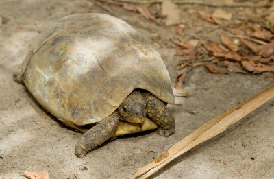 Bells Hingeback Tortoise / Gladrandklepschildpad