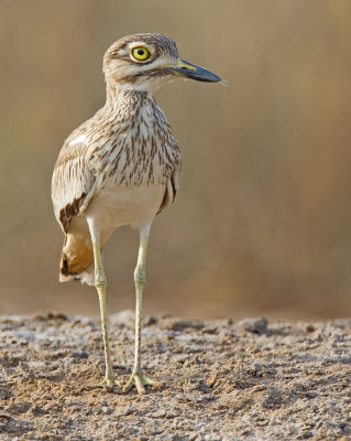 Senegal thicknee / Senegalese Griel