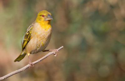 Village weaver / Grote textorwever