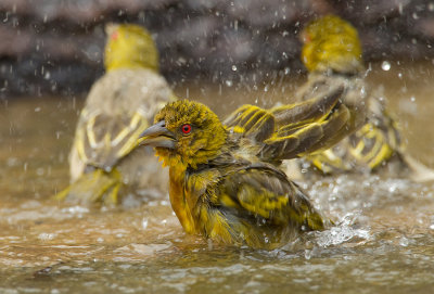 Village weaver / Grote textorwever