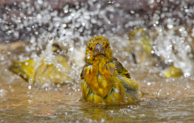 Village weaver / Grote textorwever