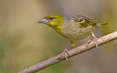 Village weaver / Grote textorwever
