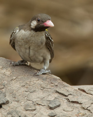 Greater honeyguide / Grote honingspeurder