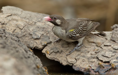 Greater honeyguide / Grote honingspeurder