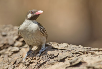 Greater honeyguide / Grote honingspeurder