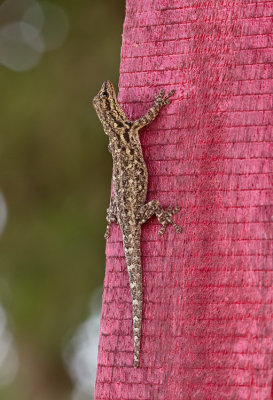 Chevron-throated dwarf gecko / Lygodactylus gutturalis