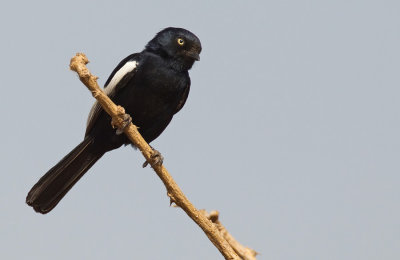 White-shouldered Black Tit / Guinese Mees