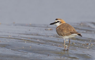 White-fronted Plover / Vale strandplevier