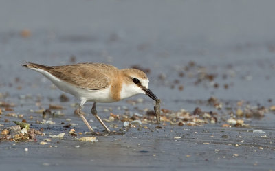 White-fronted Plover / Vale strandplevier