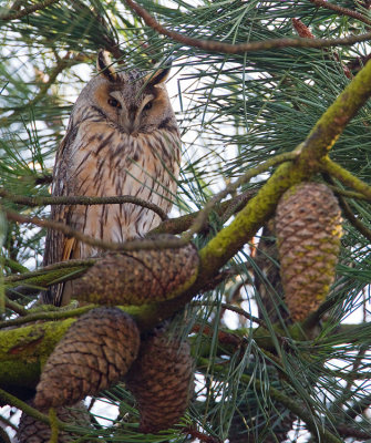 Long-eared owl / Ransuil