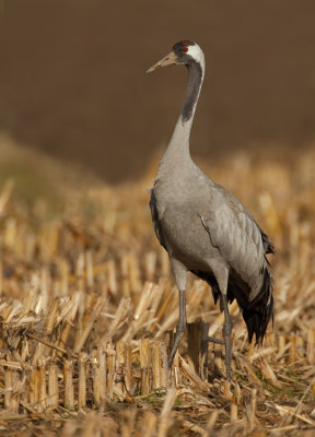 Common Crane / Kraanvogel