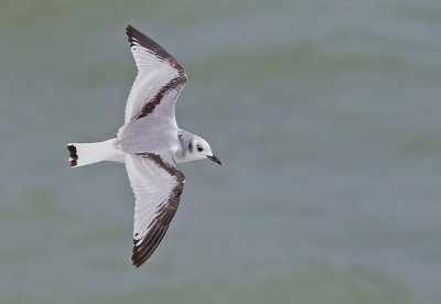 Kittiwake / Drieteenmeeuw