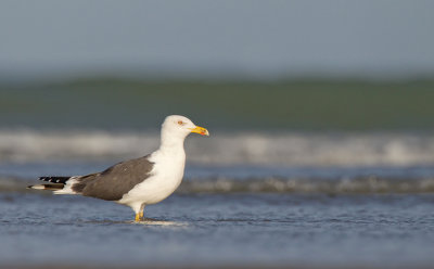 Lesser Black-backed Gull / Kleine mantelmeeuw