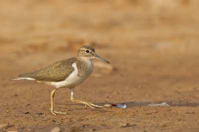 Common sandpiper / Oeverloper