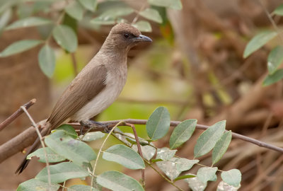 Common bulbul / Grauwe bulbul 