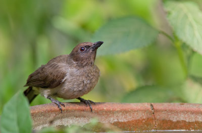 Common bulbul / Grauwe bulbul 