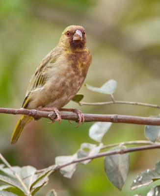 Vitelline Masked Weaver / Dottergele Wever