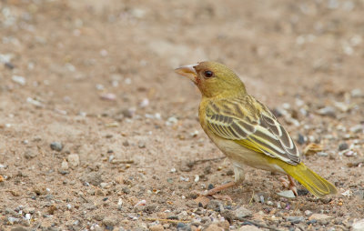 Vitelline Masked Weaver / Dottergele Wever