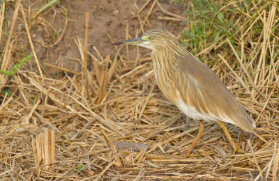 Squacco Heron / Ralreiger 