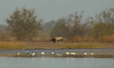 Avocet / Kluut 