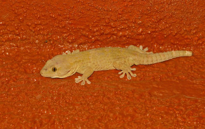 African Wall Gecko / Tarentola senegambiae