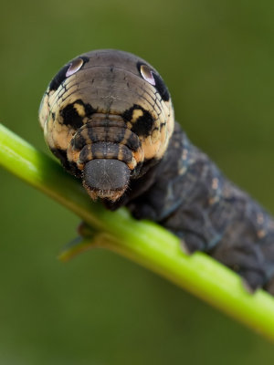 Elephant Hawk-moth / Groot Avondrood