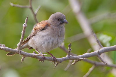Northern grey-headed sparrow / Grijskopmus 