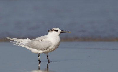 Sandwich tern / Grote stern