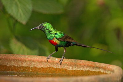 Beautiful sunbird / Feenhoningzuiger