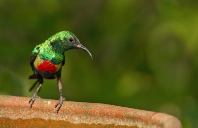 Beautiful sunbird / Feenhoningzuiger