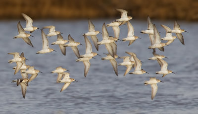 Curlew sandpiper / Krombekstrandloper