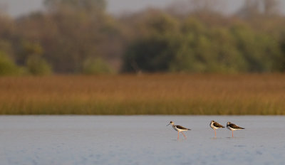 Black-Winged stilt / Steltkluut