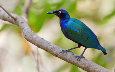 Purple glossy starling / Purperglansspreeuw