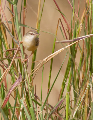 Tawny-flanked prinia / Roestflankprinia 
