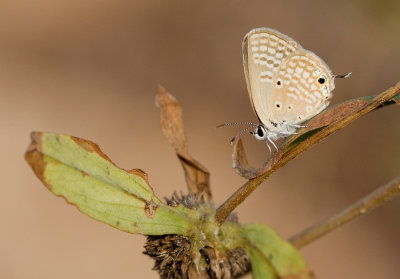 Sky-blue cupid / Chilades eleusis