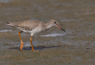 Common redshank / Tureluur