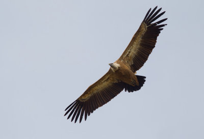 Eurasian Griffon Vulture / Vale gier