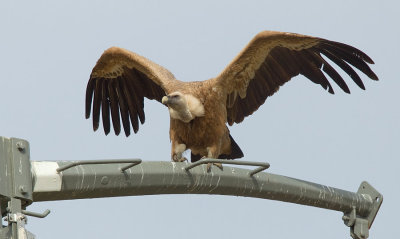 Eurasian Griffon Vulture / Vale gier