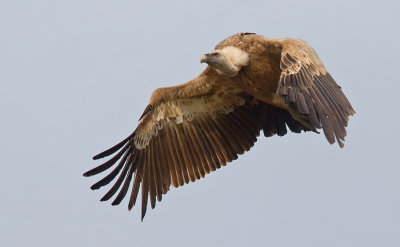 Eurasian Griffon Vulture / Vale gier