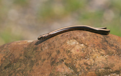 Hazelworm / Slow Worm