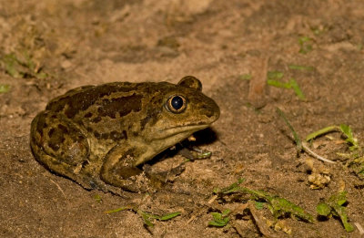 Common Spadefoot / Knoflookpad