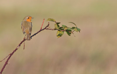 Robin / Roodborstje