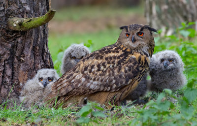 Eurasian Eagle Owl / Oehoe