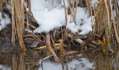 Jacksnipe / Bokje