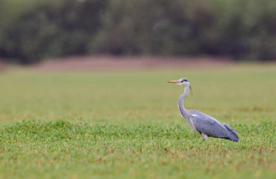 Grey heron / Blauwe reiger