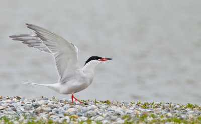 Common Tern / Visdief 