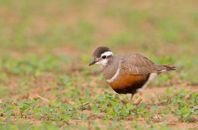 Dotterel / Morinelplevier