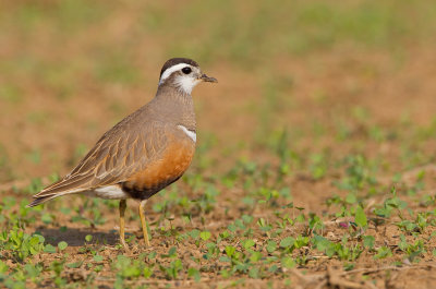 Dotterel / Morinelplevier