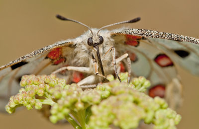 Moselleapollo / Moezelapollo (Parnassius apollo ssp. vinegensis) 