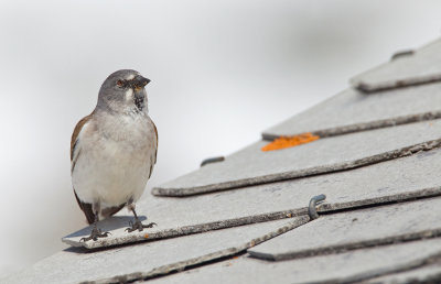 Snowfinch / Sneeuwvink 